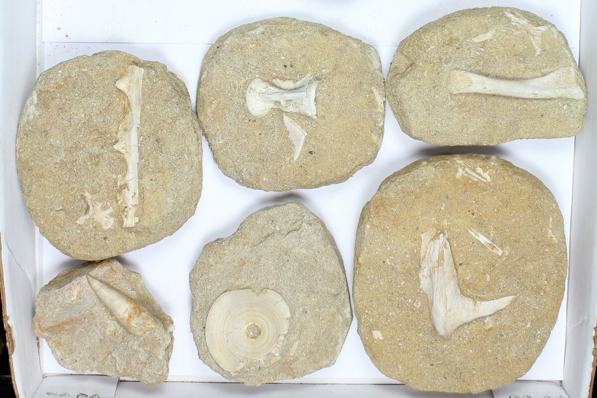 Flat: Cretaceous Marine Vertebrate Fossils - 12 Pieces (#96116) For