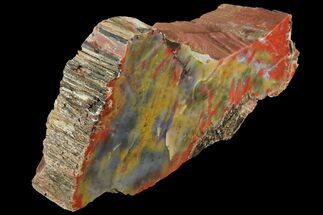 Thick, Polished Arizona Petrified Wood Section - #94545