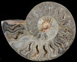 Split Ammonite (Half) - Unusual Coloration #55686