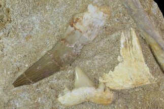 Fossil Plesiosaur (Zarafasaura) Tooth With Shark Tooth - Morocco #95108