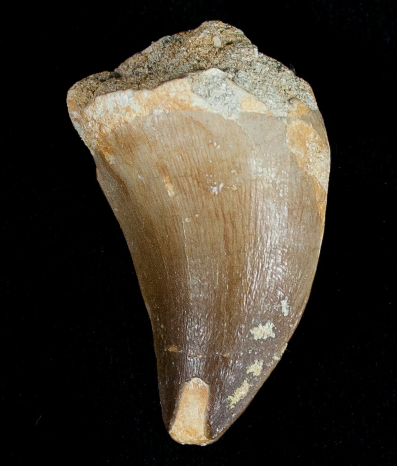 real mosasaur tooth