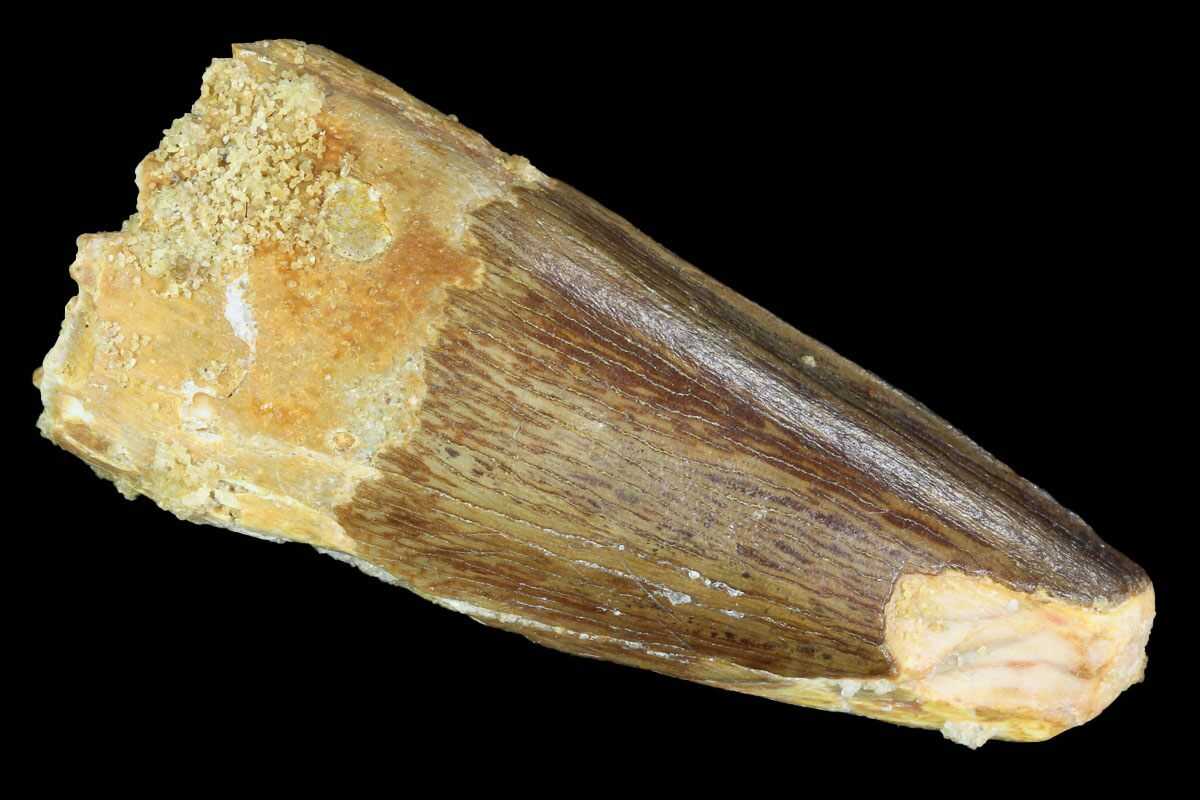 spinosaurus tooth real