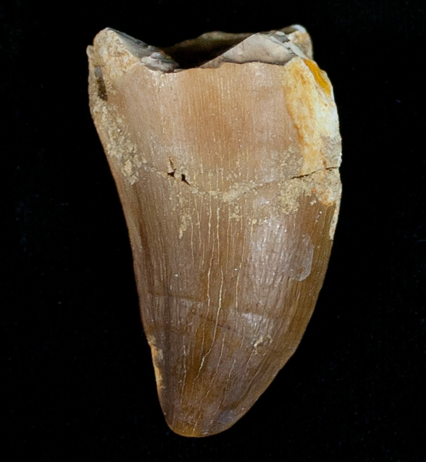 real mosasaur tooth