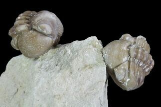 Enrolled Paciphacops & Kainops Trilobites - Oklahoma #95921