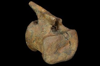 Edmontosaurus (Duck-Billed Dinosaur) Caudal Vertebra #96962