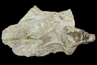 Mosasaur (Platecarpus) Pre-Orbital - Kansas #96908
