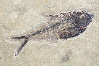 Fossil Fish (Diplomystus) - inch Layer, Green River Formation #96947