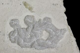 Jurassic Fish Coprolite (Fish Poop) - Germany #96926