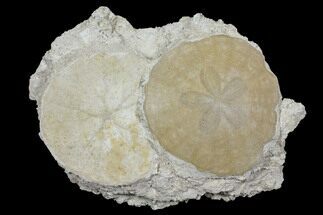 Two Large Fossil Sand Dollars (Scutella) - France #97231