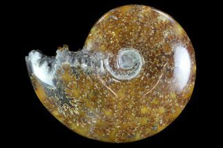 Polished, Agatized Ammonite #97237