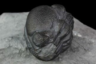 Enrolled Eldredgeops (Phacops) Trilobite - New York #95939