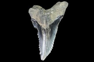 Hemipristis Shark Tooth Fossil - Virginia #96700