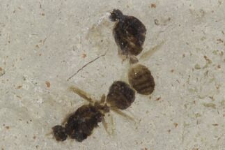 Pair Of Fossil Ants - Green River Formation, Utah #97433