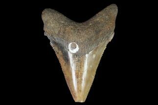 Chubutensis Tooth From Virgina - Megalodon Ancestor #97674