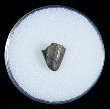 T-Rex Tooth Tip Fragment - Montana #6959