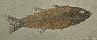 Beautiful Inch Mioplosus Fish Fossil #1170