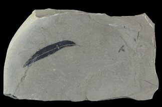Fossil Beetle & Willow (Salix) Leaf - Green River Formation, Utah #97477