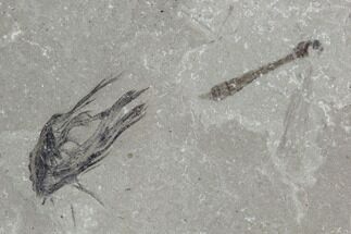 Fossil Feather & Crane Flies - Green River Formation, Utah #97493