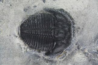 Bolaspidella Trilobite From Wheeler Shale, Utah #97191
