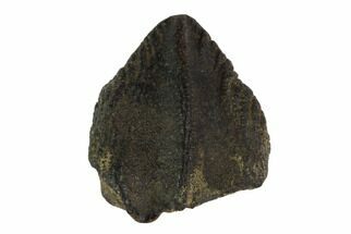 Partial Triceratops Tooth - Montana #98320