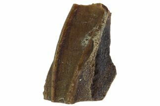 Triceratops Partial Shed Tooth - Montana #98347