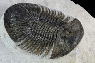 Metascutellum Trilobite - Very Pustulose With Axial Spines #98585