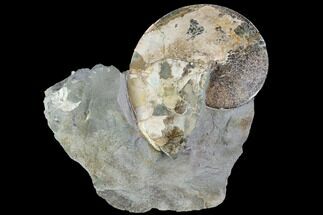 3.5" Sphenodiscus Ammonite - South Dakota  - Fossil #98714