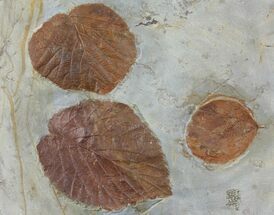 Two Detailed Fossil Leaves (Zizyphoides & Davidia) - Montana #97730