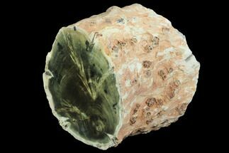 Triassic Petrified (Woodworthia) Trunk Section - Zimbabwe #99271
