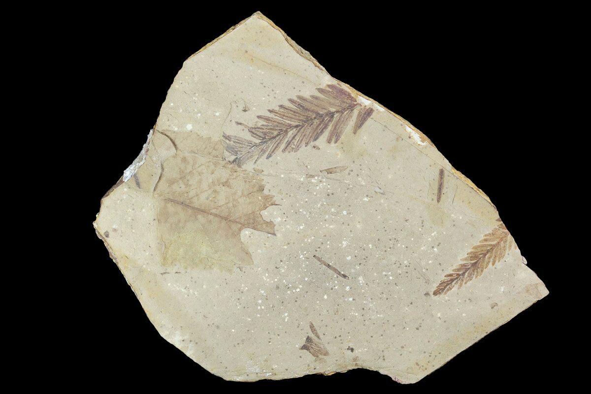 genus metasequoia fossil