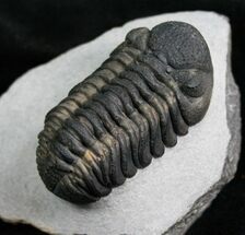 Top Quality Phacops Trilobite #7137