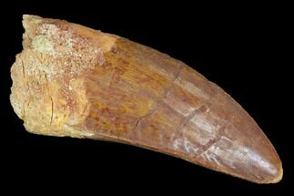 Carcharodontosaurus Tooth - Robust Tooth #99801