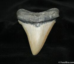 Inch Carcharocles Chubutensis Tooth #1188