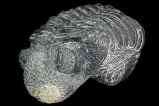 Bumpy, Partially Enrolled Drotops Trilobite - Long #100105