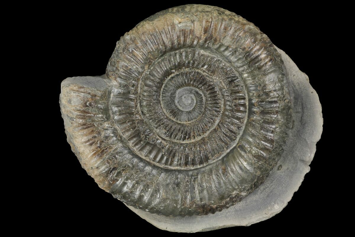 ammonite fossil price