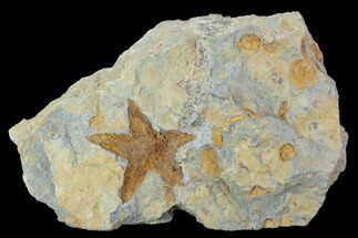 Starfish (Petraster?) & Edrioasteroid (Spinadiscus)- Ordovician #100503