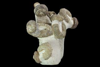 Tall Heteromorph (Nostoceras) Ammonite Cluster - Madagascar #96199