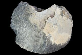 Hadrosaur (Edmontosaurus )Femur Fragment - Montana #100836