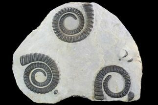 Three Devonian Ammonites (Anetoceras) With Trilobite Heads #101576