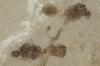Fossil Ants - Green River Formation, Utah #101626