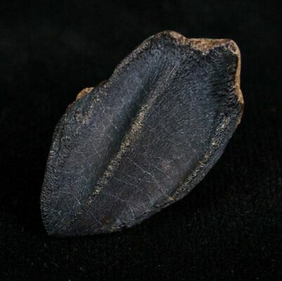 Unworn Triceratops tooth with no root