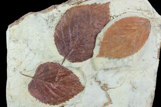 Fossil Leaves (Beringiaphyllum, Celtis) - Montana #101888