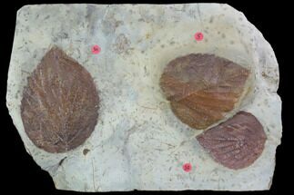 Fossil Leaves (Beringiaphyllum, Davidia) - Montana #101890
