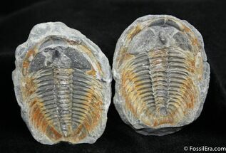 Large Labiostria Trilobite In Nodule, Pos/Neg #1220