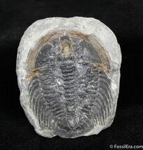 Large Labiostria Trilobite In Nodule, Positive #1221