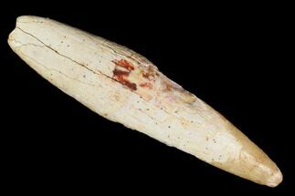 Rooted Pterosaur (Siroccopteryx) Tooth - Morocco #101697
