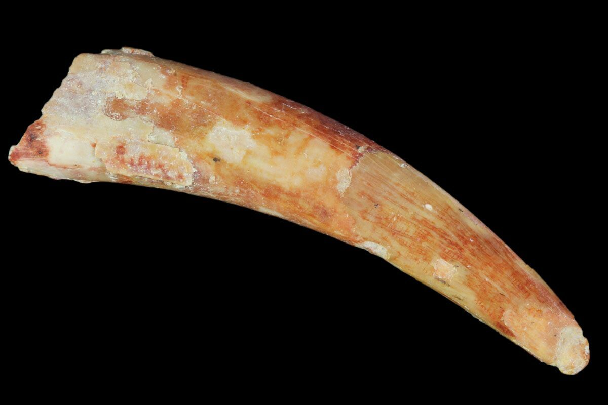 1.19" Pterosaur (Siroccopteryx) Tooth - Morocco For Sale ...