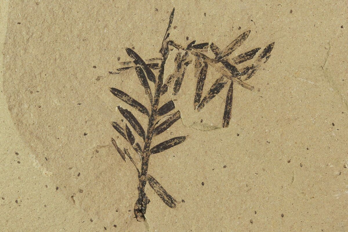 1 3 U0026quot Metasequoia Dawn Redwood Fossils