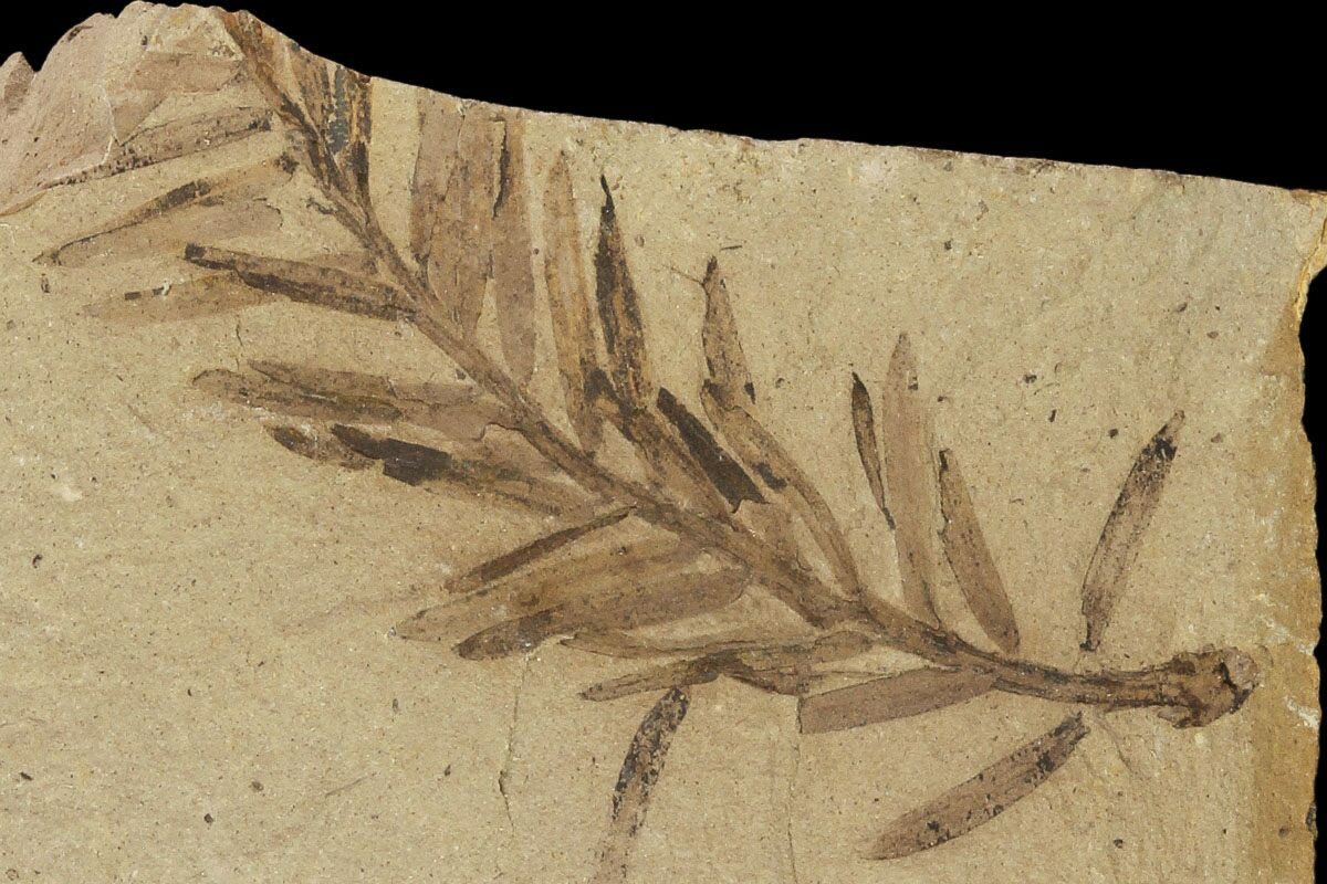 1 5 U0026quot Metasequoia Dawn Redwood Fossils