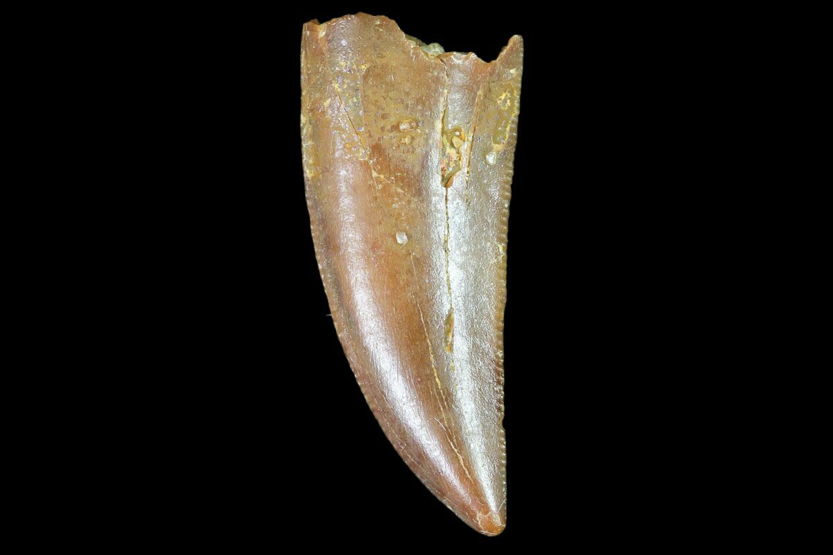 real velociraptor tooth